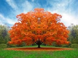 Alberi contro il crimine
