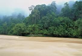 Le foreste malesi galleggiano sul Rajang