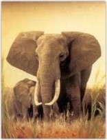 Scoperti e sgominati contrabbandieri di elefanti in India
