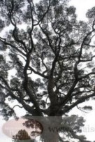 Due anni di opposizione civica, ma il Campidoglio ha voluto l'abbattimento del pino di Villa Albani