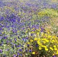 Le piante selvatiche dell'Ohio anticipano la fioritura