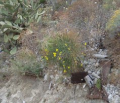Ponza: Benvenuti, a sei mesi dalla segnalazione ancora discarica di amianto