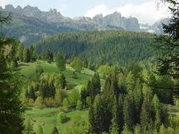 Il censimento del Corpo Forestale dello Stato