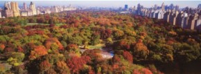 Gli alberi di Central Park: strepitosi!