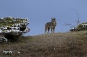 Sulle tracce del lupo d'Abruzzo: escursione serale per ascoltare a distanza gli ululati