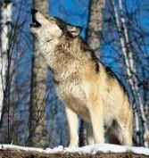 La storia del lupo