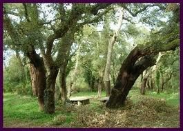Riforestazione in Sardegna: rivivono le sugherete