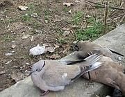 Continuano a morir le tortore