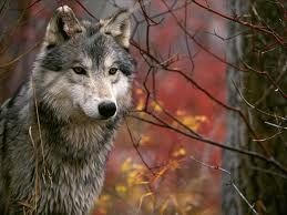 Monitoraggio e gestione del lupo sulle Alpi occidentali