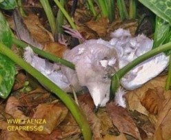 Da GEAPRESS: A Faenza continuano a morire tortore