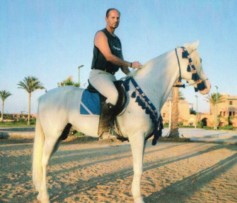Cavalli in Egitto