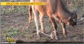 Striscia: mucche ammanettate, il Partito Animalista Europeo denuncia i responsabili