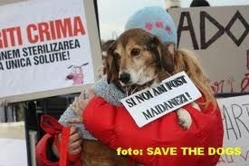 Sta per passare la legge per lo sterminio di 2 milioni di cani in Romania