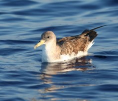Mare: uccelli marini in crisi
