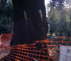 Flebo al platano malato