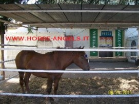 Lotteria con animali vivi: denuncia di Horse Angels