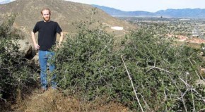 Sulle colline di Jurupa in California trovata una quercia di 13.000 anni.