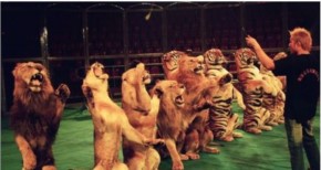 Circhi: Roma, diffidato il sindaco Alemanno