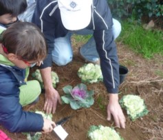 ASSOCIAZIONE ALBERATA ALLA SCUOLA DELEDDA