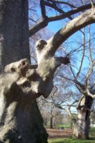 Incontri con Alberi Straordinari Villa Borghese1