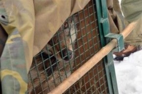 Lupo salvato. Quando la fiaba si capovolge