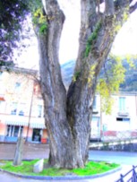 Le virtù del pioppo