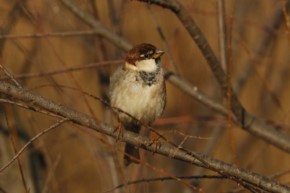 MENO ALBERI, MENO PASSERI. SOS LIPU