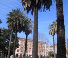 Palme di piazza Vittorio