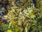 Il Parco Giardino dei Ligustri