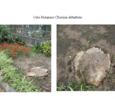 Un ultimo ricordo per lo scomparso viale di Chorisie dell’Orto Botanico di Messina