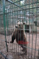 Zoo Fattoria di Terrasini (PA): Corpo Forestale del Sevizio Cites sequestra orso bruno