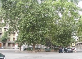 24 alberi (bagolari centenari e platani) in Piazza Lavater ,Milano,sono a rischio !!!!