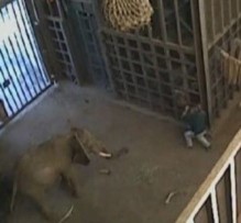 Il video dell'elefante che attacca il domatore